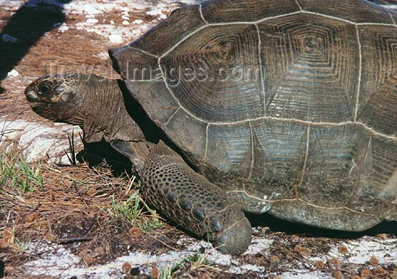 seychelles70: Seychelles - Astove island: land tortoise - giant turtle (photo by G.Frysinger)) - (c) Travel-Images.com - Stock Photography agency - Image Bank