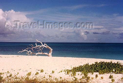 seychelles71: Seychelles - Aldabra atoll (Unesco World Heritage site): on the beach (photo by G.Frysinger)) - (c) Travel-Images.com - Stock Photography agency - Image Bank