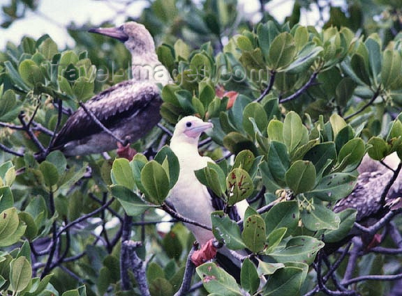 seychelles72: Seychelles - Aldabra: bird nesting colony (photo by G.Frysinger)) - (c) Travel-Images.com - Stock Photography agency - Image Bank