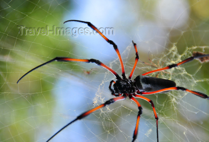 seychelles96: Mahe, Seychelles: Baie Beau Vallon - large spider in its web - photo by M.Torres - (c) Travel-Images.com - Stock Photography agency - Image Bank