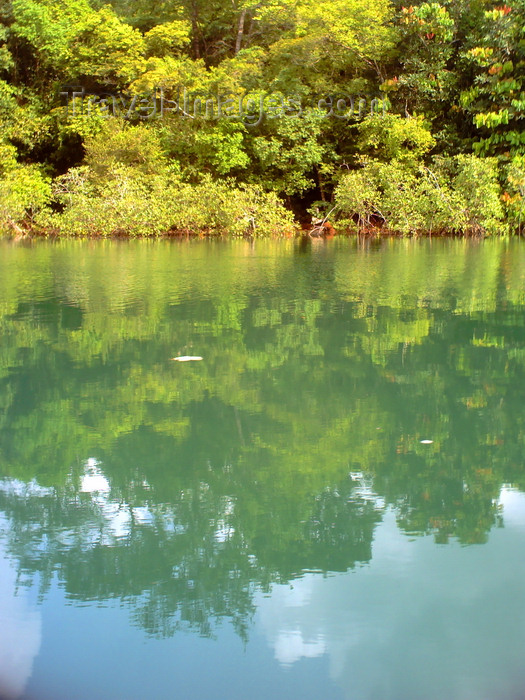 sierra-leone23: Guma River, Western Area National Park, Freetown Peninsula, Sierra Leone: dense jungle along the river banks - photo by T.Trenchard - (c) Travel-Images.com - Stock Photography agency - Image Bank