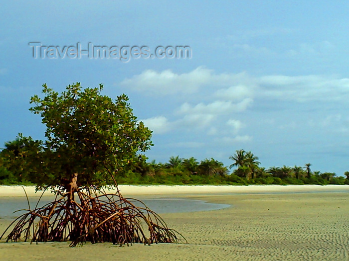 sierra-leone29: Turtle Islands, Southern Province, Sierra Leone: mangrove tree on the low tide - photo by T.Trenchard - (c) Travel-Images.com - Stock Photography agency - Image Bank