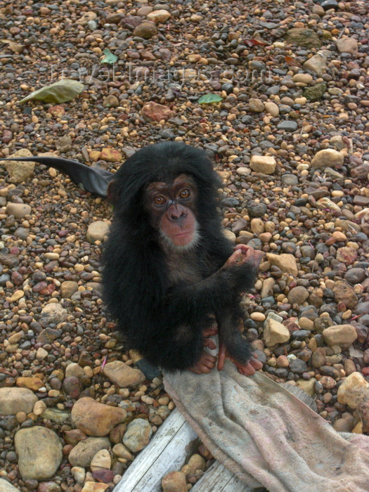 sierra-leone30: Kono district,  Eastern Province, Sierra Leone:  'Mugabe' - an orphaned baby chimpanzee - photo by T.Trenchard - (c) Travel-Images.com - Stock Photography agency - Image Bank