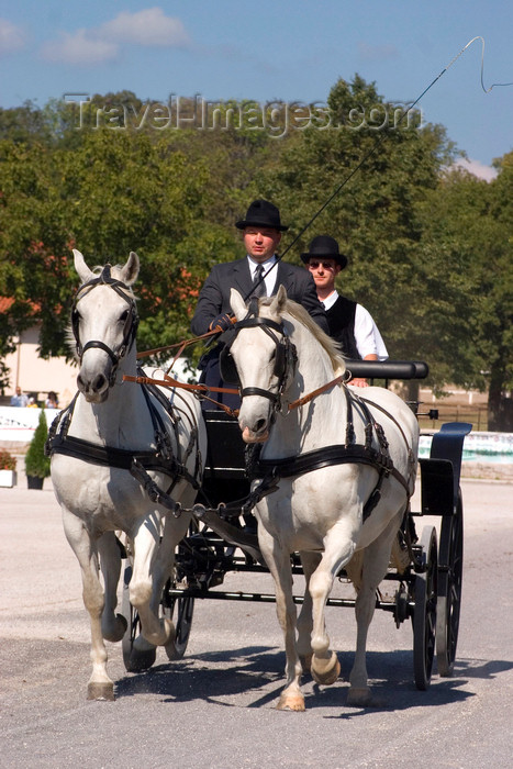 slovenia128: Slovenia - Lipica / Lipizza - Goriska region: Lipica stud farm - Combined driving event - the dressage test - Carriage Driving - photo by I.Middleton - (c) Travel-Images.com - Stock Photography agency - Image Bank