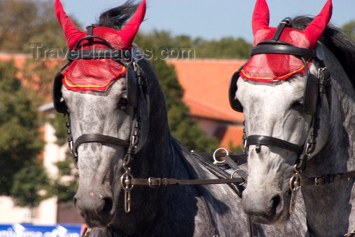 slovenia129: Slovenia - Lipica / Lipizza - Goriska region: Lipica stud farm - Combined driving event - the dressage test - pair of horses - photo by I.Middleton - (c) Travel-Images.com - Stock Photography agency - Image Bank