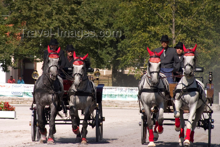 slovenia130: Slovenia - Lipica / Lipizza - Goriska region: Lipica stud farm - Combined driving event - two britzkas - Carriage Driving - photo by I.Middleton - (c) Travel-Images.com - Stock Photography agency - Image Bank