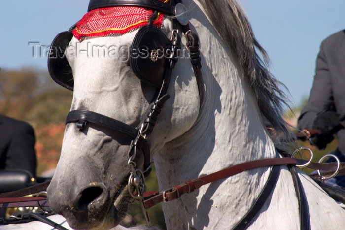 slovenia131: Slovenia - Lipica / Lipizza - Goriska region: Lipica stud farm - Combined driving event - Carriage Driving - head of a lipizzaner horse - photo by I.Middleton - (c) Travel-Images.com - Stock Photography agency - Image Bank