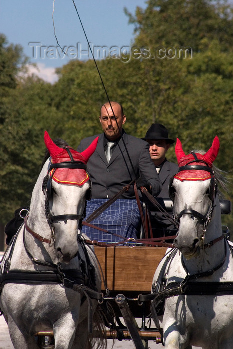 slovenia132: Slovenia - Lipica / Lipizza - Goriska region: Lipica stud farm - Combined driving event - britzka - Carriage Driving - photo by I.Middleton - (c) Travel-Images.com - Stock Photography agency - Image Bank