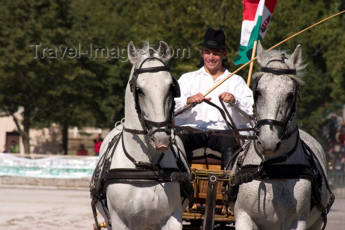 slovenia135: Slovenia - Lipica / Lipizza - Goriska region: Lipica stud farm - Combined driving event - flyng the flag of the Austro-Hungarian empire - Carriage Driving - photo by I.Middleton - (c) Travel-Images.com - Stock Photography agency - Image Bank