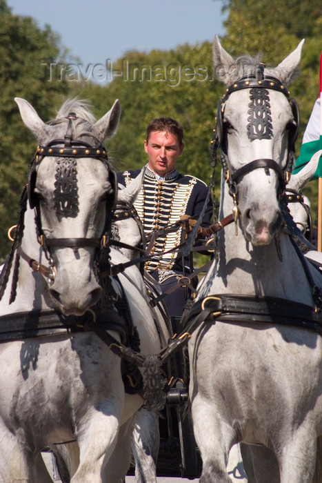 slovenia136: Slovenia - Lipica / Lipizza - Goriska region: Lipica stud farm - Combined driving event - Carriage Driving - front view of horses and driver - photo by I.Middleton - (c) Travel-Images.com - Stock Photography agency - Image Bank