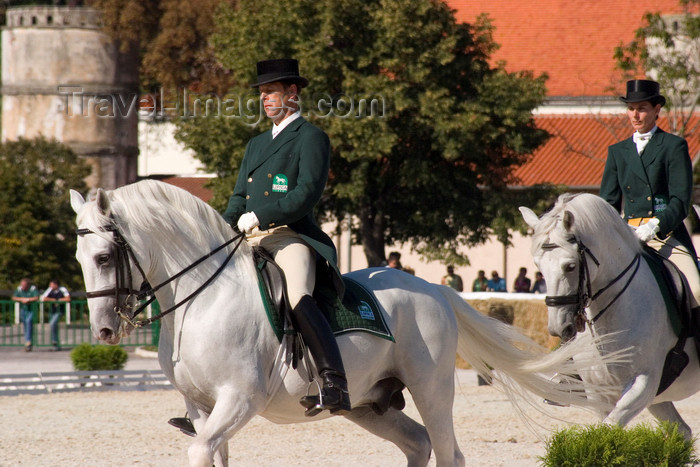 slovenia138: Slovenia - Stud farm in western Slovenia where the world famous lipizzaner horses perform - dressage - photo by I.Middleton - (c) Travel-Images.com - Stock Photography agency - Image Bank