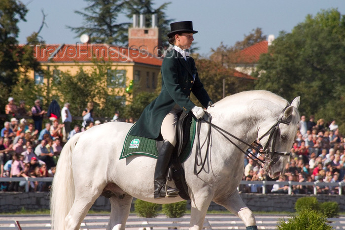 slovenia139: Slovenia - Lipica / Lipizza - Goriska region: Lipica stud farm - dressage competitor - collected trot - Lipizzan breed - photo by I.Middleton - (c) Travel-Images.com - Stock Photography agency - Image Bank