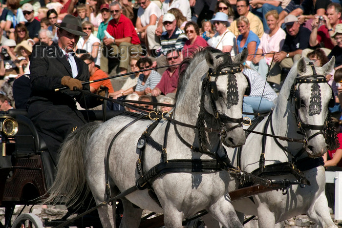 slovenia141: Slovenia - Lipica / Lipizza - Goriska region: Lipica stud farm - Combined driving event - Carriage and public - photo by I.Middleton - (c) Travel-Images.com - Stock Photography agency - Image Bank