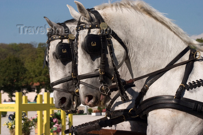 slovenia142: Slovenia - Lipica / Lipizza - Goriska region: Lipica stud farm - Combined driving event / Horse Driving Trials - Carriage Driving - pair of lipizzaner / lipicanec horses - photo by I.Middleton - (c) Travel-Images.com - Stock Photography agency - Image Bank