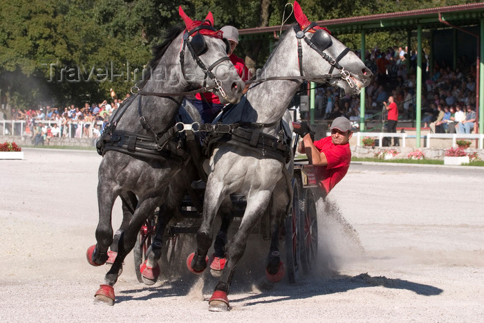 slovenia143: Slovenia - Lipica / Lipizza - Goriska region: Lipica stud farm - Combined driving event - Carriage Driving - racing in the 'marathon' - equestrian sport - photo by I.Middleton - (c) Travel-Images.com - Stock Photography agency - Image Bank