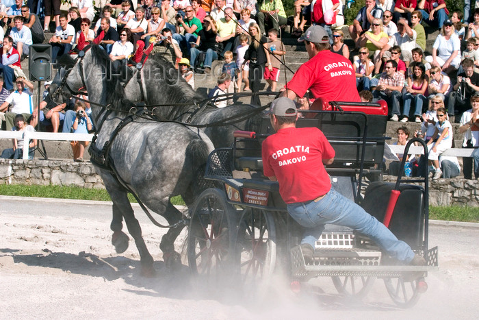 slovenia144: Slovenia - Lipica / Lipizza - Goriska region: Lipica stud farm - Combined driving event - Carriage Driving - racing in the 'marathon' - Dakovo team, from Croatia  - photo by I.Middleton - (c) Travel-Images.com - Stock Photography agency - Image Bank