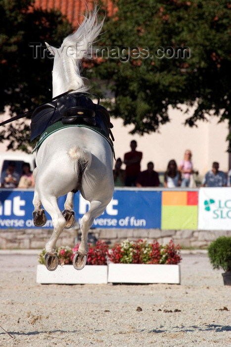 slovenia146: Slovenia - Lipica / Lipizza - Goriska region: Lipica stud farm - a lipizzaner horse jumps - airs above the ground - dressage - photo by I.Middleton - (c) Travel-Images.com - Stock Photography agency - Image Bank