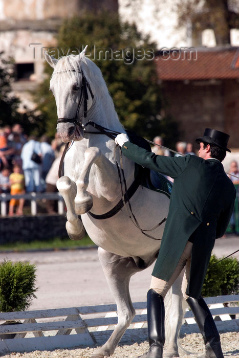 slovenia147: Slovenia - Lipica - Goriska region: Lipica stud farm - the world famous lipizzaner horses perform - photo by I.Middleton - (c) Travel-Images.com - Stock Photography agency - Image Bank