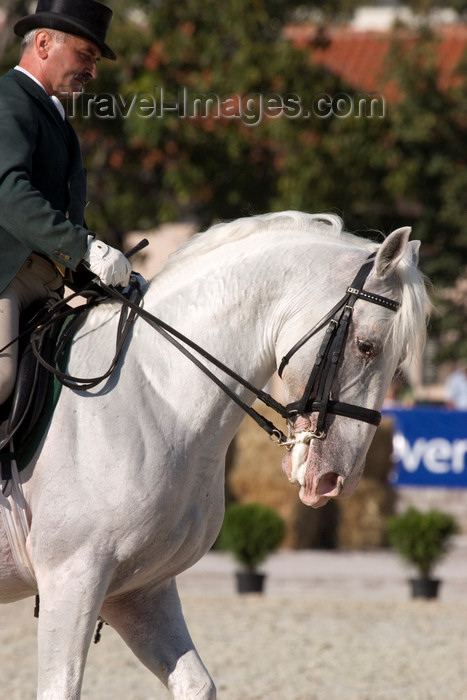 slovenia148: Slovenia - Lipica / Lipizza - Goriska region: Lipica stud farm - dressage competitor and a pure white Lipizzaner Stallion - photo by I.Middleton - (c) Travel-Images.com - Stock Photography agency - Image Bank