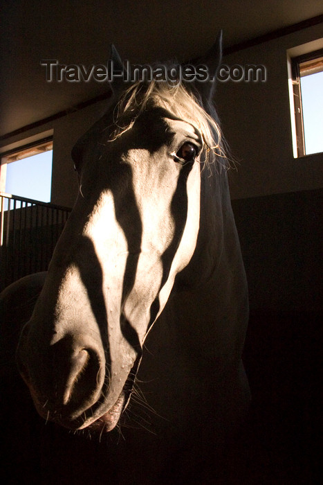 slovenia150: Slovenia - Lipica - Goriska region: Lipica stud farm - in the stables - lipizzaner horse - photo by I.Middleton - (c) Travel-Images.com - Stock Photography agency - Image Bank