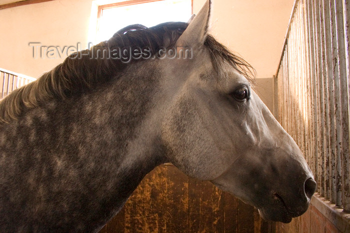 slovenia151: Slovenia - Lipica - Goriska region: Lipica stud farm - in the stables - young lipizzaner horse, still with gray colour - photo by I.Middleton - (c) Travel-Images.com - Stock Photography agency - Image Bank