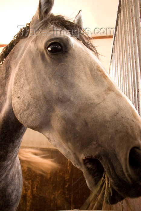 slovenia153: Slovenia - Lipica - Goriska region: Lipica stud farm - in the stables - lipizzaner horse close up - photo by I.Middleton - (c) Travel-Images.com - Stock Photography agency - Image Bank