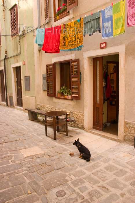 slovenia299: Slovenia - Piran: Narrow street - clothes line and dog - photo by I.Middleton - (c) Travel-Images.com - Stock Photography agency - Image Bank