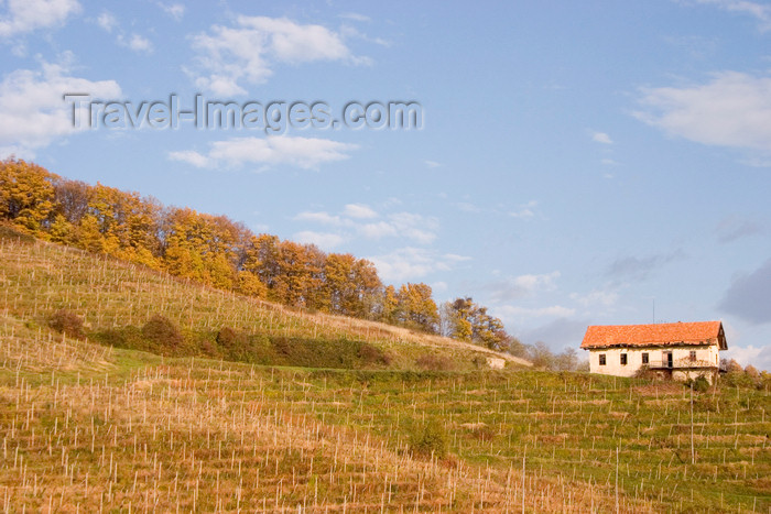 slovenia334: Slovenia - vineyards around Brezice, Southeast Slovenia on the border with Croatia - photo by I.Middleton - (c) Travel-Images.com - Stock Photography agency - Image Bank