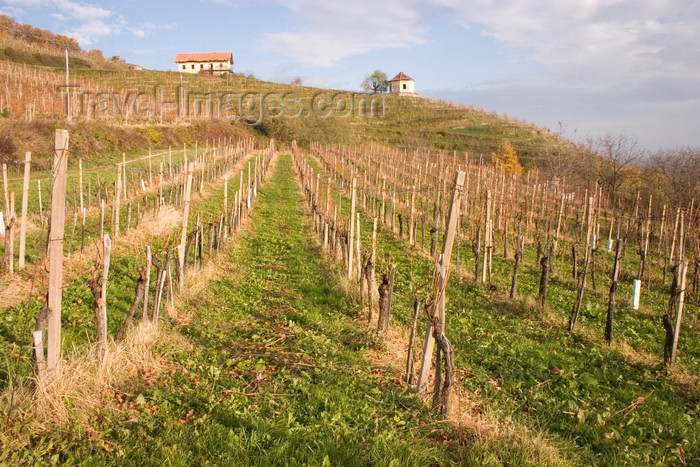 slovenia335: Slovenia -vineyard around Brezice - photo by I.Middleton - (c) Travel-Images.com - Stock Photography agency - Image Bank