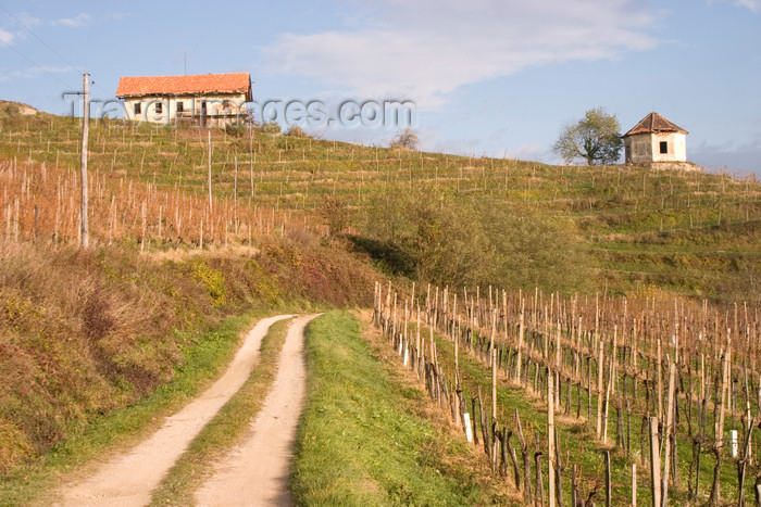 slovenia336: Slovenia - rural house and vineyards near Brezice - photo by I.Middleton - (c) Travel-Images.com - Stock Photography agency - Image Bank