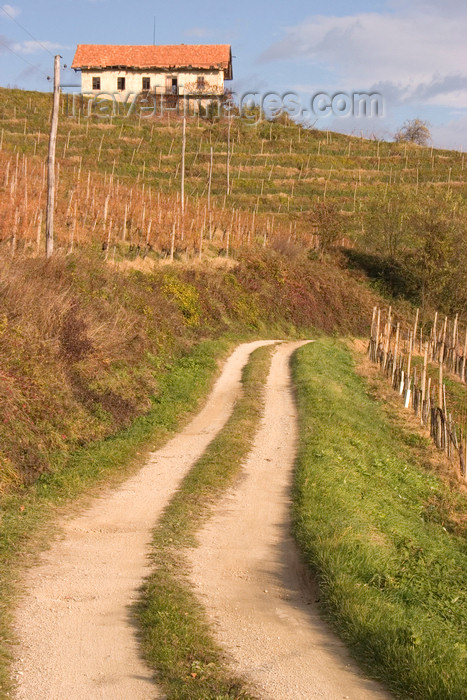 slovenia337: Slovenia - rural road and vineyards near Brezice - photo by I.Middleton - (c) Travel-Images.com - Stock Photography agency - Image Bank