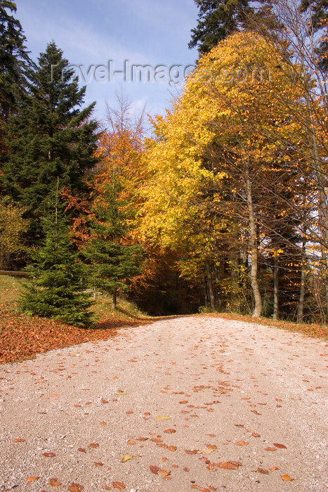 slovenia368: Slovenia - Kocevski Rog, forest and hills surrounding Kocevje in southern Slovenia - photo by I.Middleton - (c) Travel-Images.com - Stock Photography agency - Image Bank