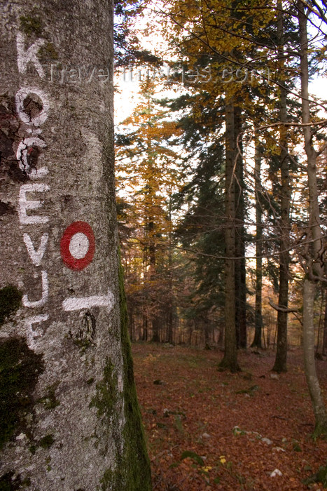 slovenia369: Slovenia - Kocevski Rog: Trail blazing - forest and hills surrounding Kocevje - photo by I.Middleton - (c) Travel-Images.com - Stock Photography agency - Image Bank