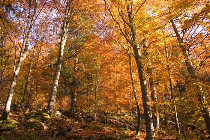 slovenia373: Slovenia - Kocevski Rog: autumn - forest and hills surrounding Kocevje - photo by I.Middleton - (c) Travel-Images.com - Stock Photography agency - Image Bank
