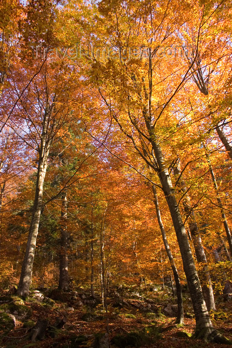 slovenia374: Slovenia - Kocevski Rog: forest and hills surrounding Kocevje - photo by I.Middleton - (c) Travel-Images.com - Stock Photography agency - Image Bank