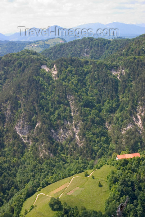 slovenia389: Slovenia - Grmada mountain - Upper Carniola / Gorenjska region: forest - photo by I.Middleton - (c) Travel-Images.com - Stock Photography agency - Image Bank