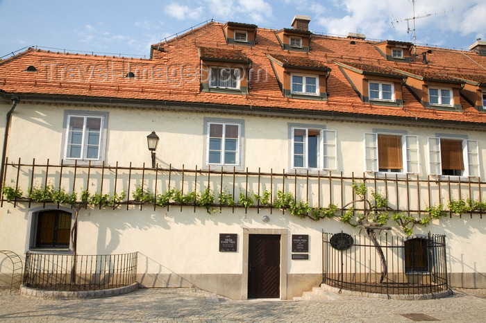 slovenia452: Stara Trta - oldest vine in the world - Lent, Maribor, Slovenia - photo by I.Middleton - (c) Travel-Images.com - Stock Photography agency - Image Bank