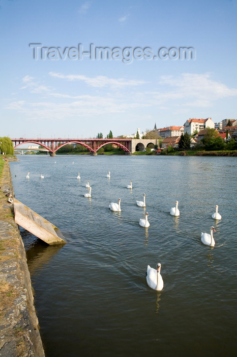 slovenia456: Swans on the Drava River, Lent, Maribor, Slovenia - photo by I.Middleton - (c) Travel-Images.com - Stock Photography agency - Image Bank