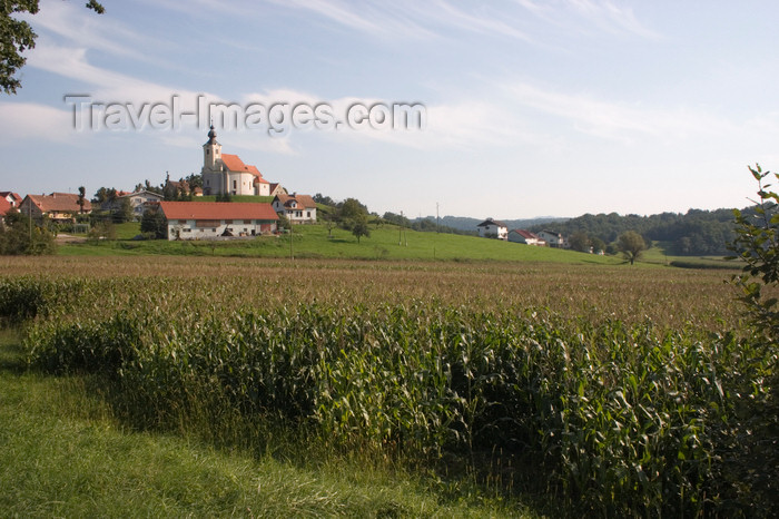 slovenia484: corn field - Kostrivnica Village near Rogaska Slatina, Slovenia - photo by I.Middleton - (c) Travel-Images.com - Stock Photography agency - Image Bank