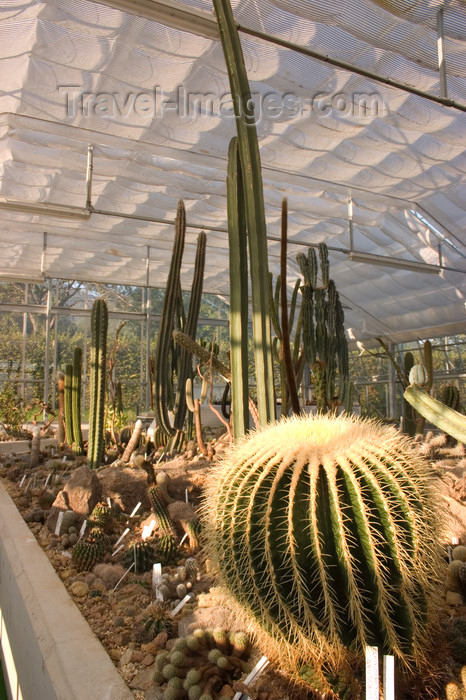 slovenia490: Cactus display - grenhouse interior, Rogaska Slatina, Slovenia - photo by I.Middleton - (c) Travel-Images.com - Stock Photography agency - Image Bank