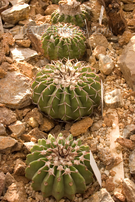 slovenia491: Cactus display, Rogaska Slatina, Slovenia - photo by I.Middleton - (c) Travel-Images.com - Stock Photography agency - Image Bank