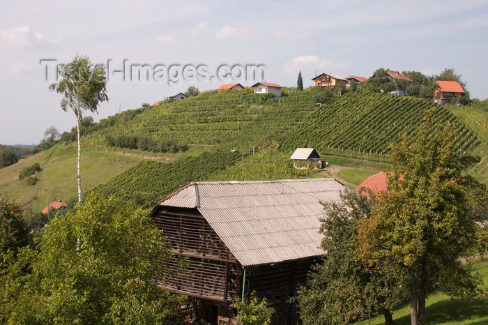 slovenia503: vineyards near Smarje pri Jelsah, Slovenia - photo by I.Middleton - (c) Travel-Images.com - Stock Photography agency - Image Bank