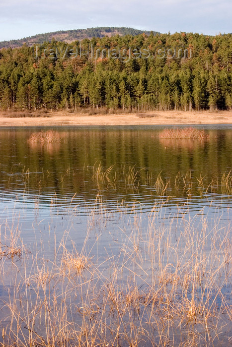 slovenia559: Slovenia - Pivka Valley: forest reflected in Palsko lake - photo by I.Middleton - (c) Travel-Images.com - Stock Photography agency - Image Bank