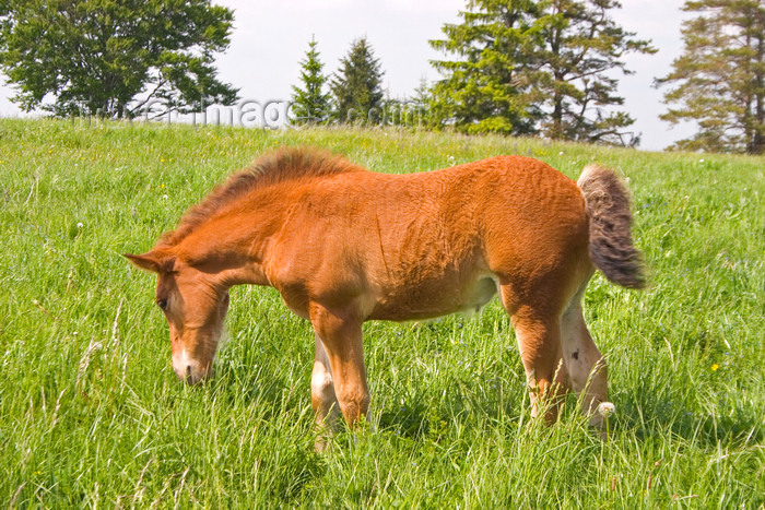 slovenia573: Slovenia - Cerknica municipality: colt in a field on Slivnica Mountain - photo by I.Middleton - (c) Travel-Images.com - Stock Photography agency - Image Bank