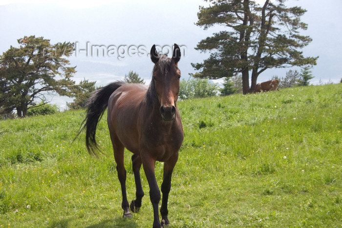 slovenia574: Slovenia - Cerknica municipality: horse on Slivnica Mountain - photo by I.Middleton - (c) Travel-Images.com - Stock Photography agency - Image Bank