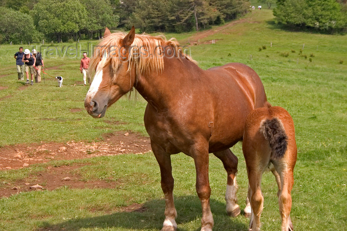 slovenia575: Slovenia - Cerknica municipality: horses in a field on Slivnica Mountain - colt feeding - photo by I.Middleton - (c) Travel-Images.com - Stock Photography agency - Image Bank