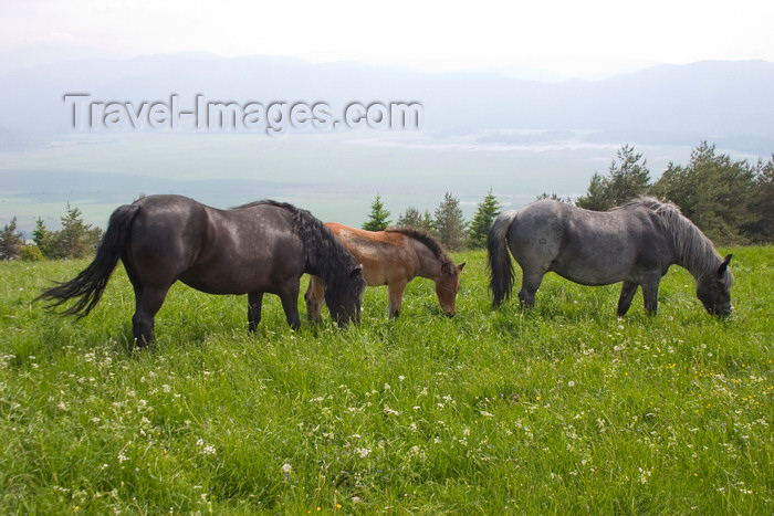 slovenia576: Slovenia - Cerknica municipality: Portrait of horses in field on Slivnica Mountain - photo by I.Middleton - (c) Travel-Images.com - Stock Photography agency - Image Bank