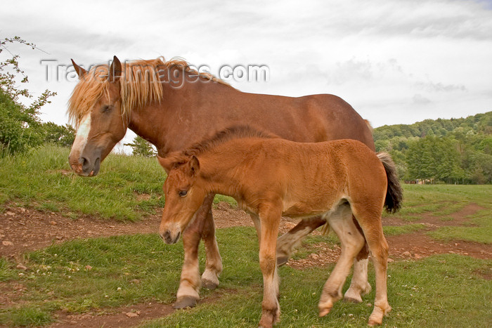 slovenia578: Slovenia - Cerknica municipality: horses in a field on Slivnica Mountain - colt  with its mother - photo by I.Middleton - (c) Travel-Images.com - Stock Photography agency - Image Bank