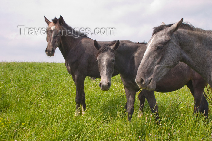 slovenia579: Slovenia - Cerknica municipality: three horses on Slivnica Mountain - photo by I.Middleton - (c) Travel-Images.com - Stock Photography agency - Image Bank