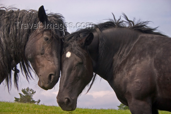 slovenia580: Slovenia - Cerknica municipality: horses' caress - Slivnica Mountain - photo by I.Middleton - (c) Travel-Images.com - Stock Photography agency - Image Bank